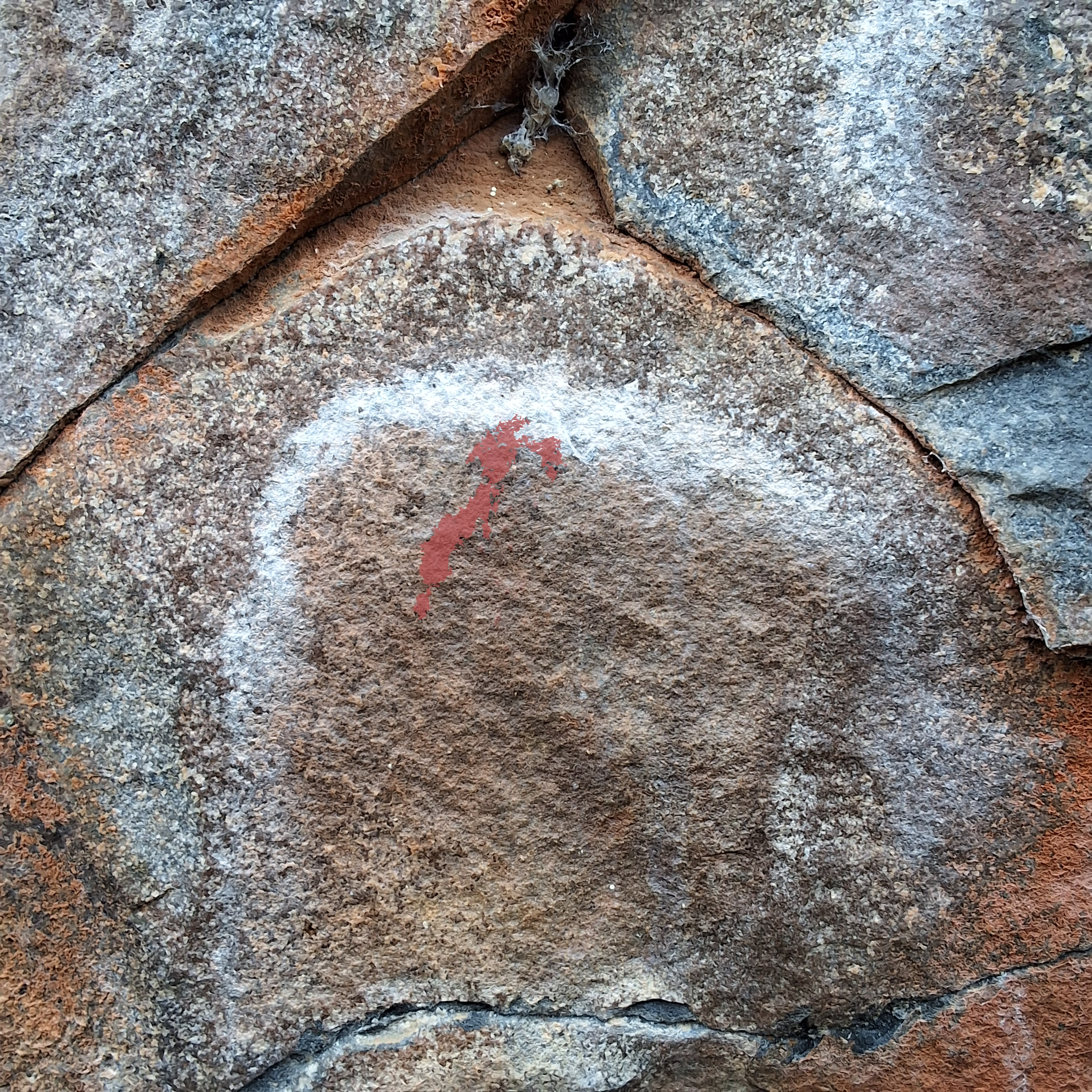 The same panel with the pigment Ra3i detected highlighted in red